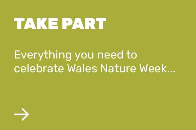 How you can take part in Wales Nature Week